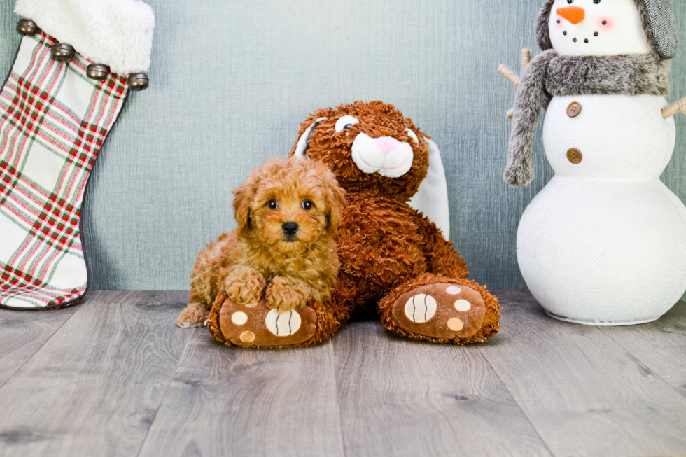 Happy Cavapoo Baby