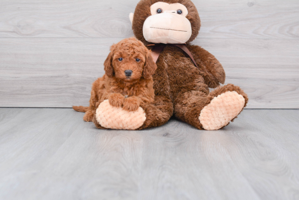 Hypoallergenic Golden Retriever Poodle Mix Puppy