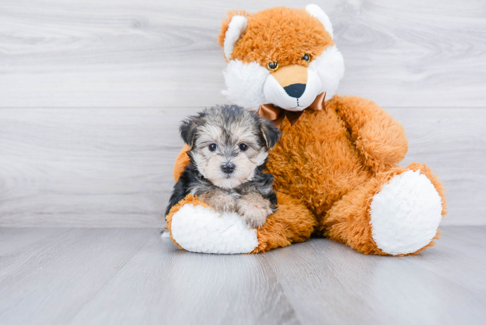 Morkie Pup Being Cute