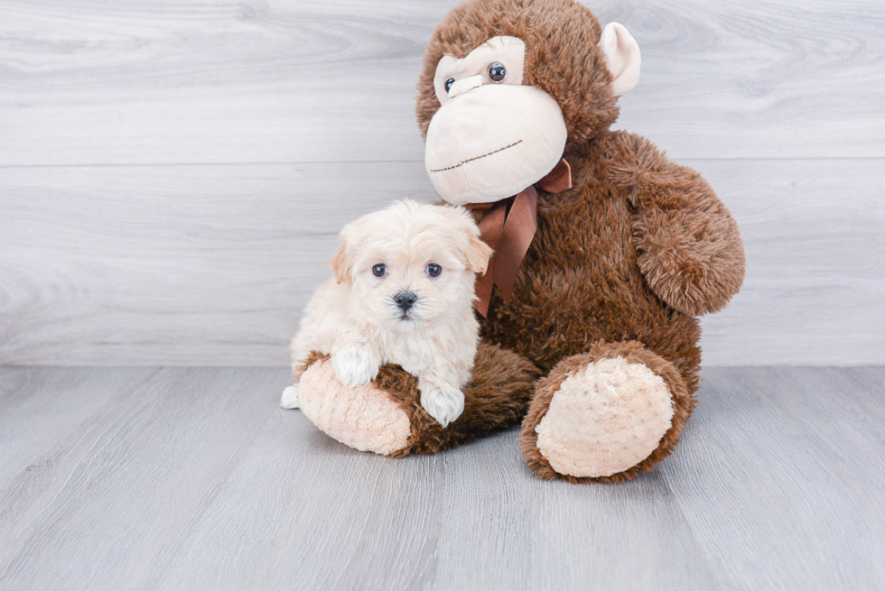 Adorable Maltepoo Poodle Mix Puppy