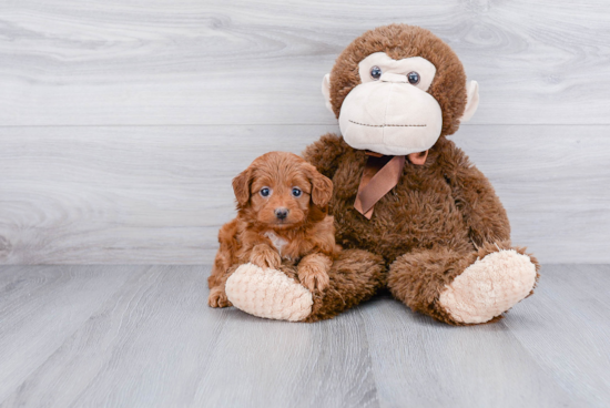 Hypoallergenic Cavoodle Poodle Mix Puppy