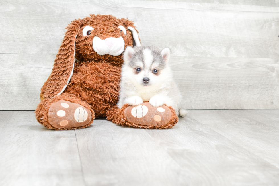 Pomsky Puppy for Adoption