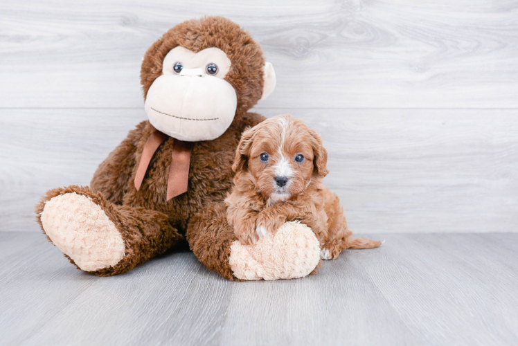 Cavapoo Puppy for Adoption