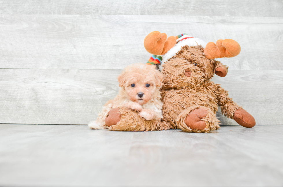 Adorable Maltepoo Poodle Mix Puppy