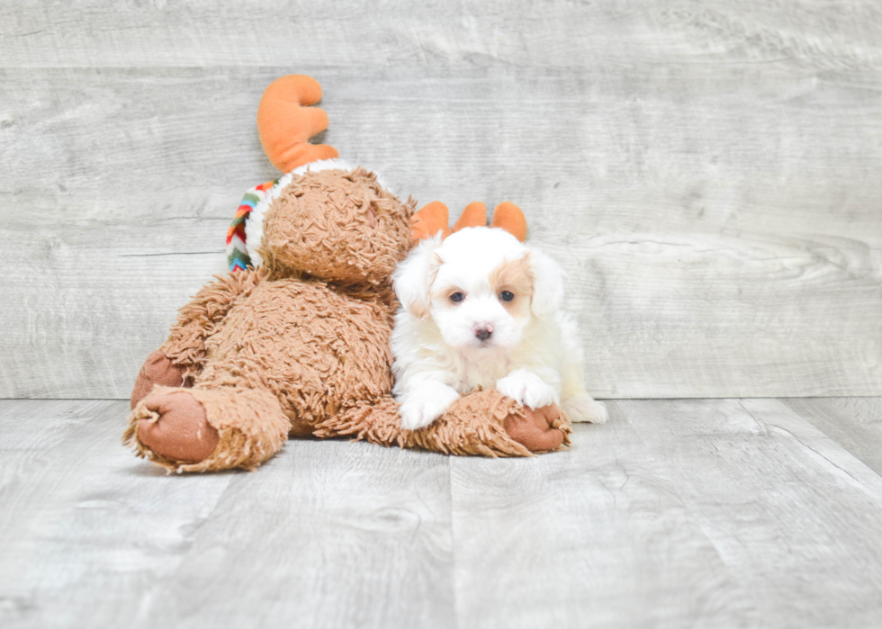 Maltipoo Pup Being Cute