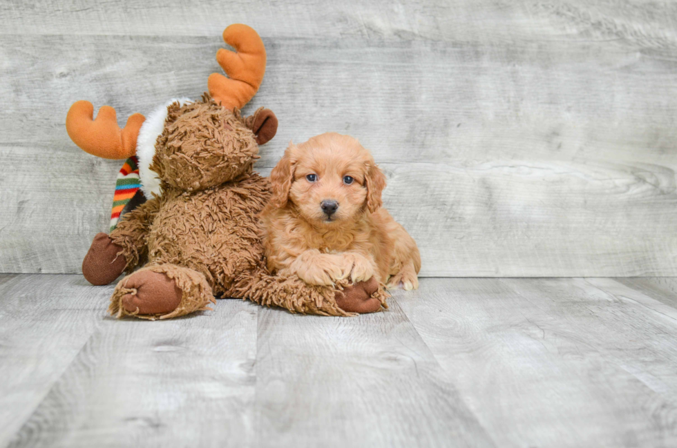 Cavapoo Puppy for Adoption