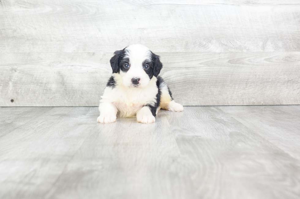 Cute Mini Bernedoodle Baby