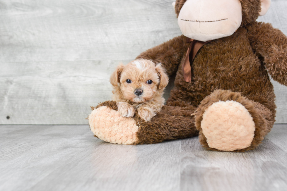 Petite Maltipoo Poodle Mix Pup