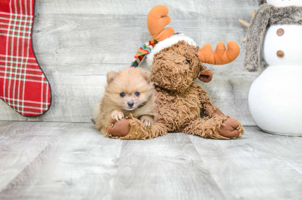 Akc Registered Pomeranian Baby