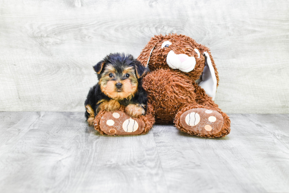 Meet Snickers - our Yorkshire Terrier Puppy Photo 