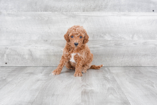 Little Golden Retriever Poodle Mix Puppy