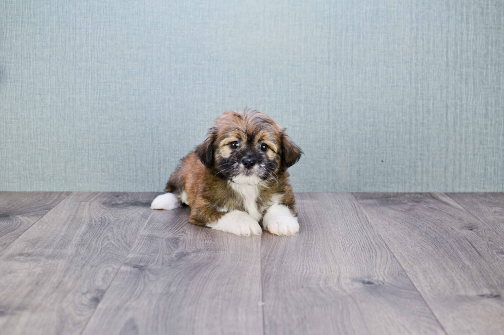 Havanese Pup Being Cute