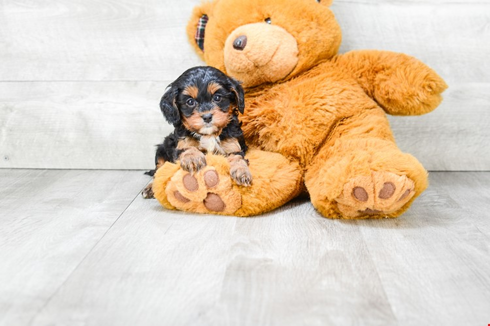 Fluffy Cavapoo Poodle Mix Pup