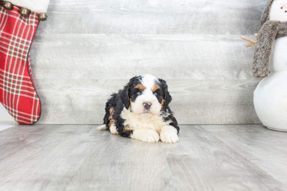 Mini Bernedoodle Puppy for Adoption