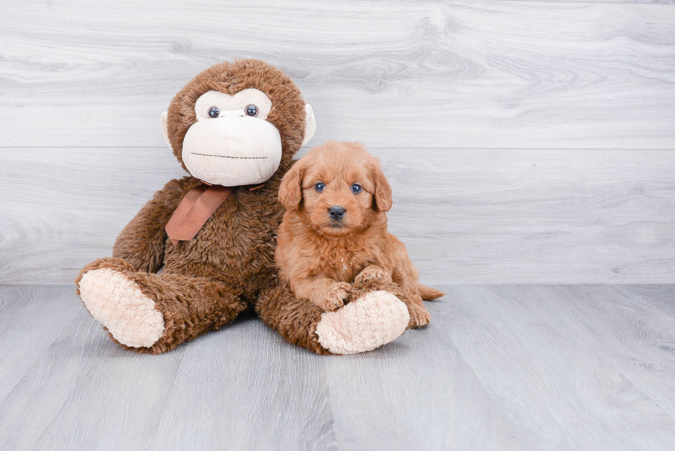 Little Golden Retriever Poodle Mix Puppy