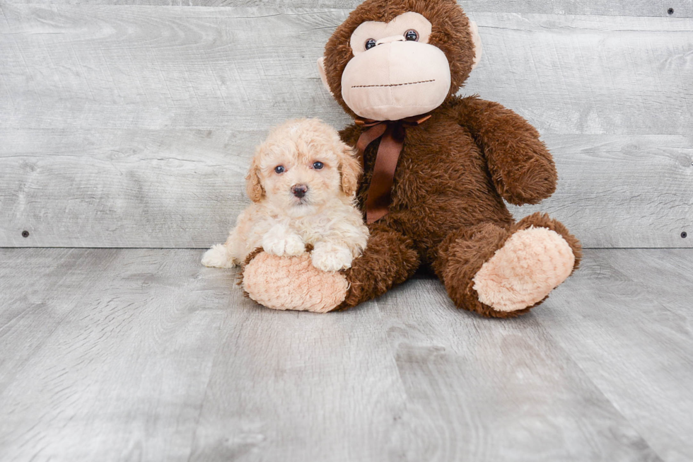 Friendly Maltipoo Baby