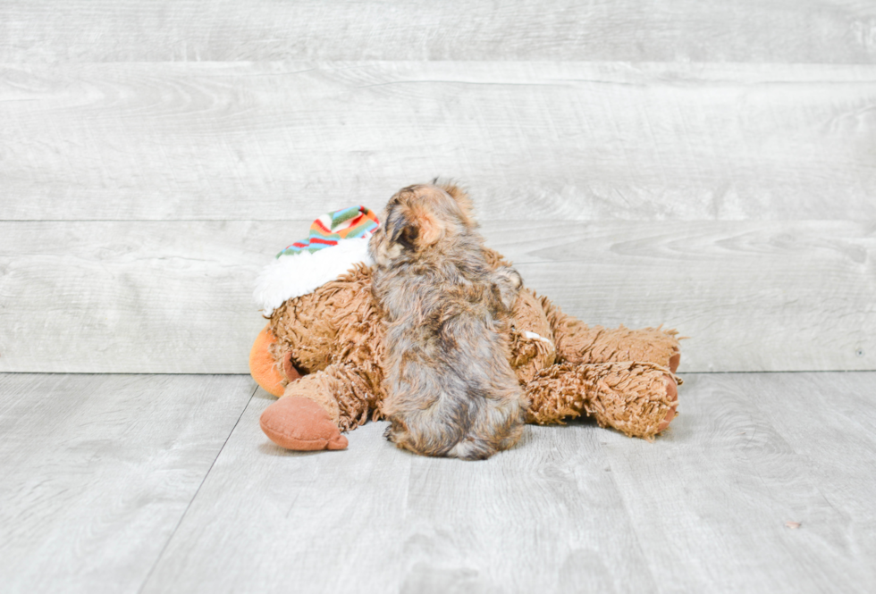 Morkie Pup Being Cute