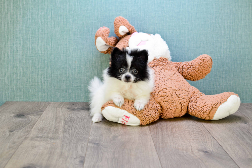 Adorable Pomeranian Purebred Puppy