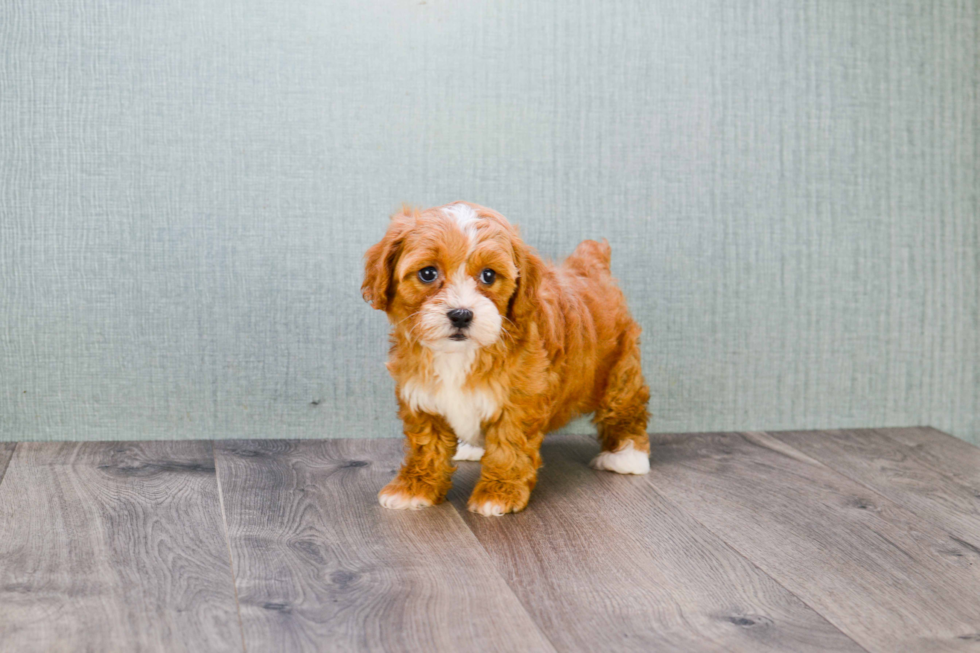 Cute Cavapoo Baby