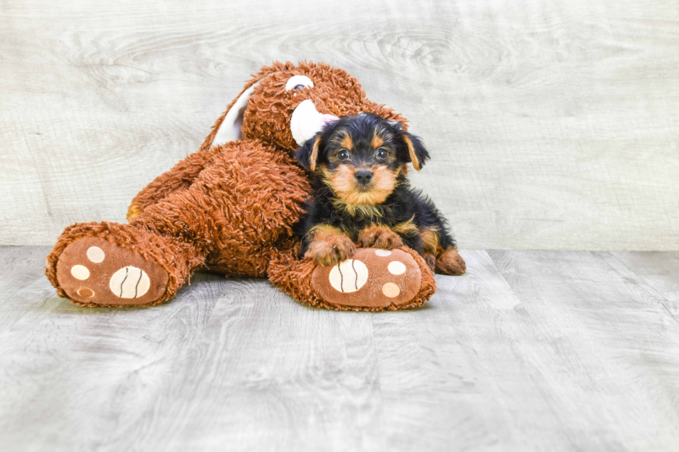 Meet Jeremy - our Yorkshire Terrier Puppy Photo 