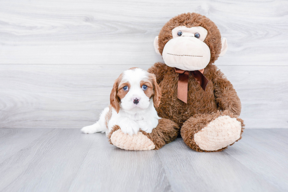 Happy Cavalier King Charles Spaniel Purebred Puppy