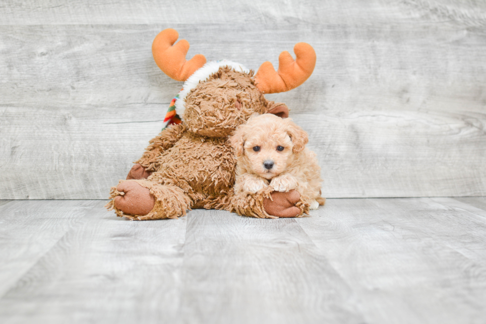 Maltipoo Pup Being Cute