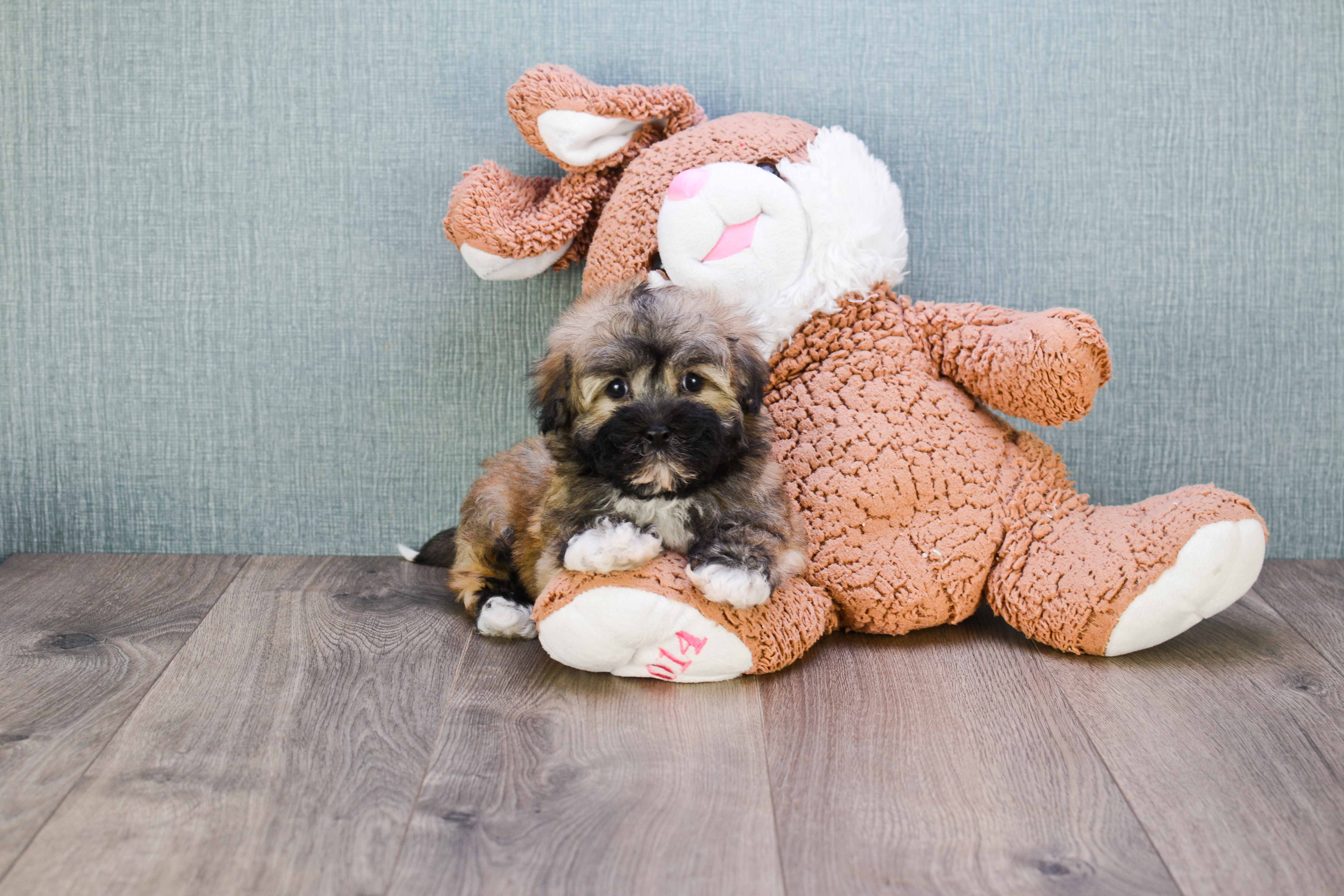 Friendly Havanese Baby
