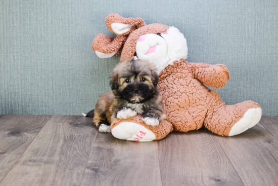 Friendly Havanese Baby