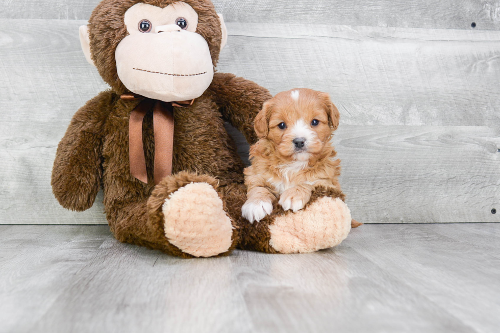 Sweet Cavapoo Baby