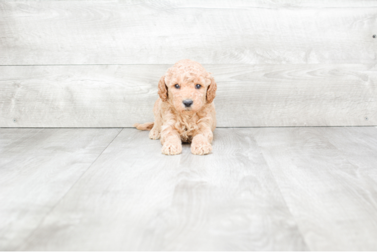 Happy Mini Goldendoodle Baby