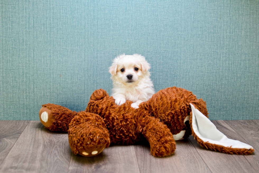 Best Maltipoo Baby