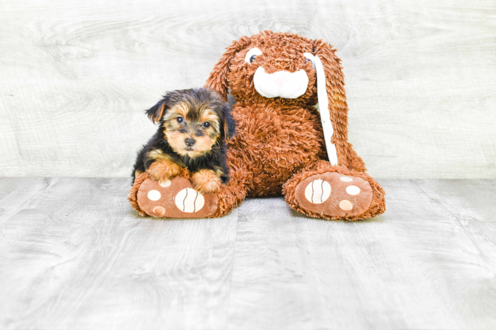 Meet Goldie - our Yorkshire Terrier Puppy Photo 