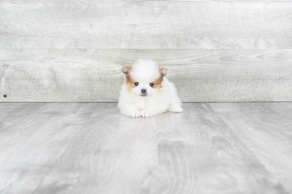 Playful Pomeranian Baby