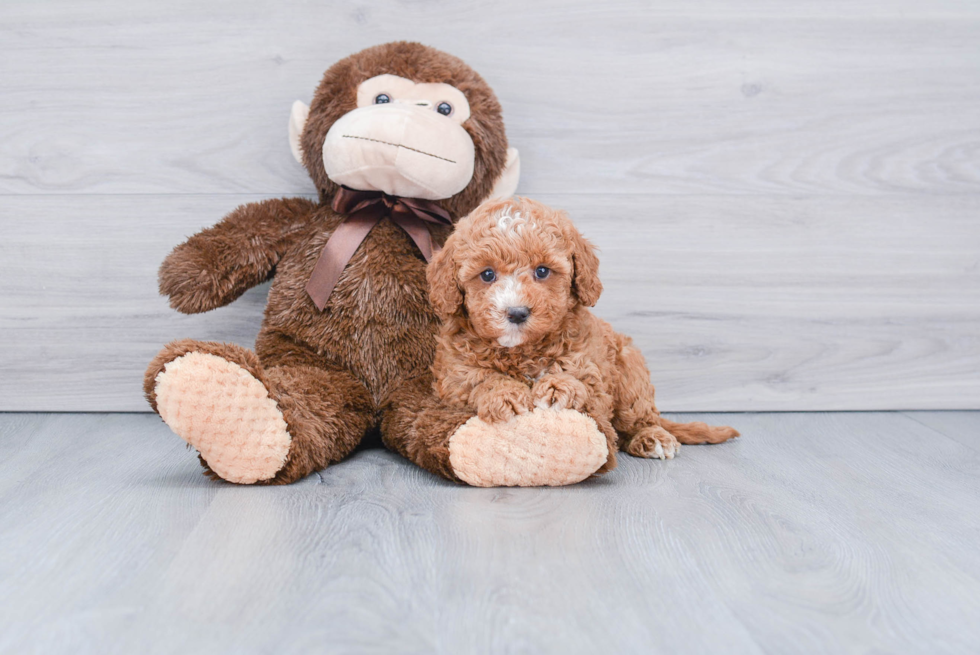 Small Mini Goldendoodle Baby