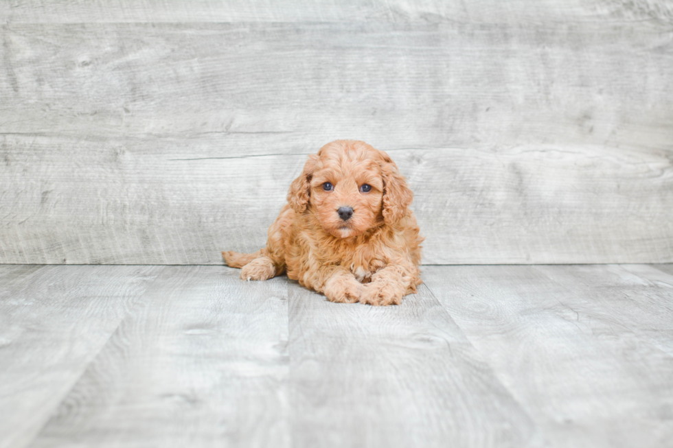 Cavapoo Pup Being Cute