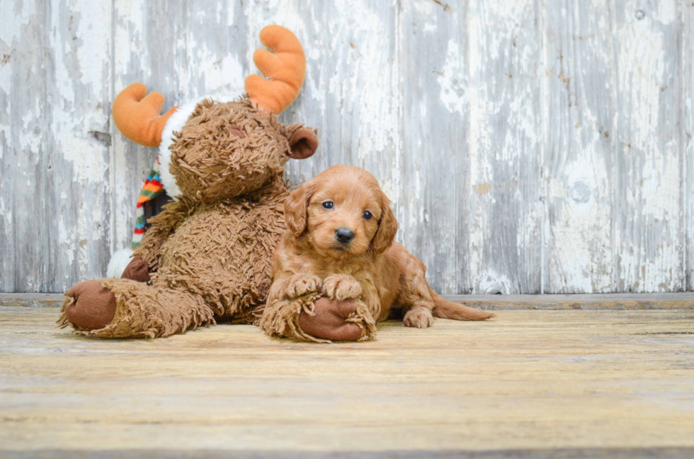 Cute Mini Goldendoodle Baby