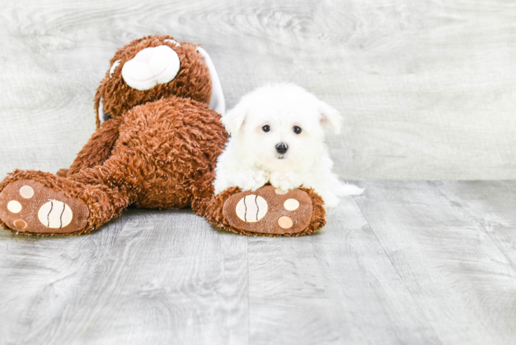 Best Maltese Baby