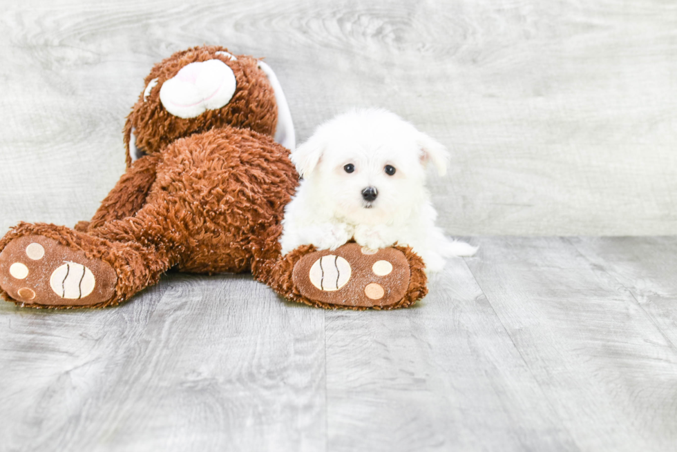 Best Maltese Baby