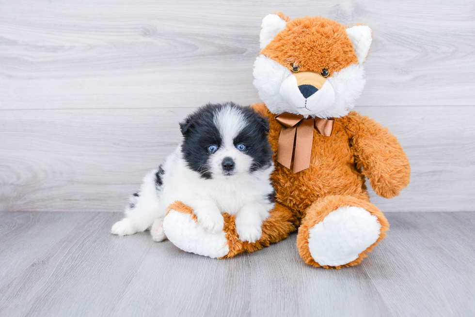 Pomsky Pup Being Cute