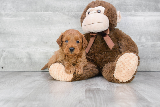 Mini Goldendoodle Pup Being Cute