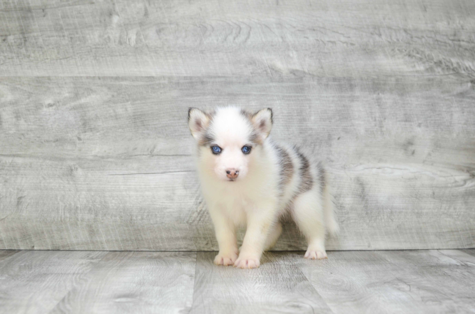 Best Pomsky Baby