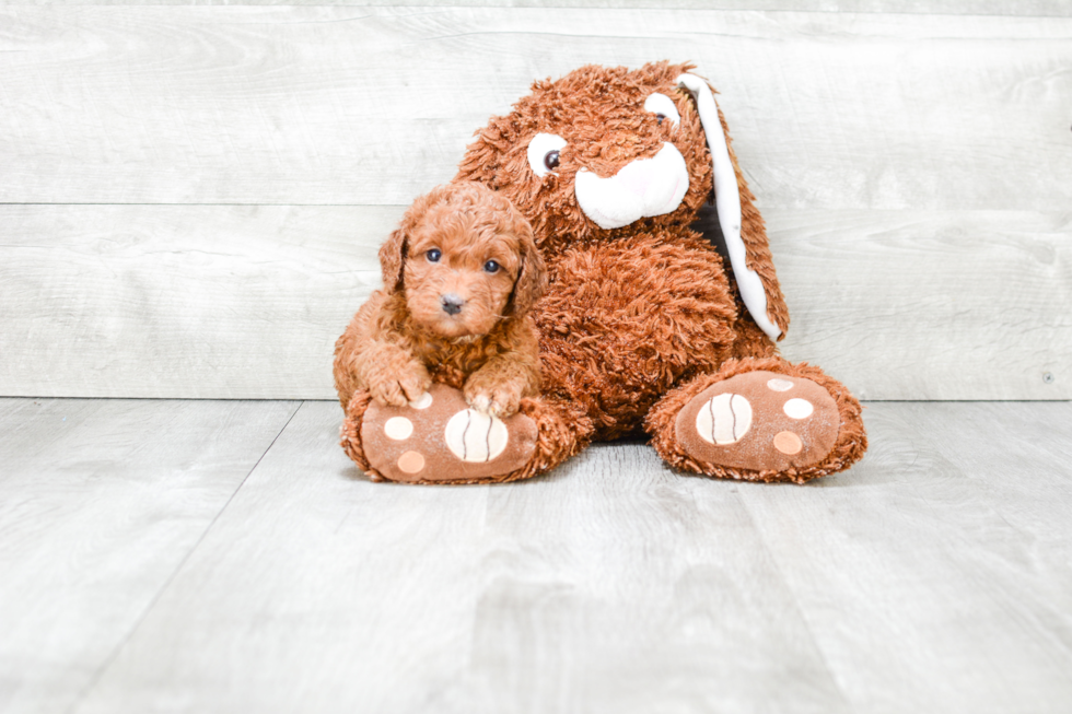 Adorable Golden Retriever Poodle Mix Puppy