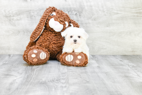 Best Maltese Baby