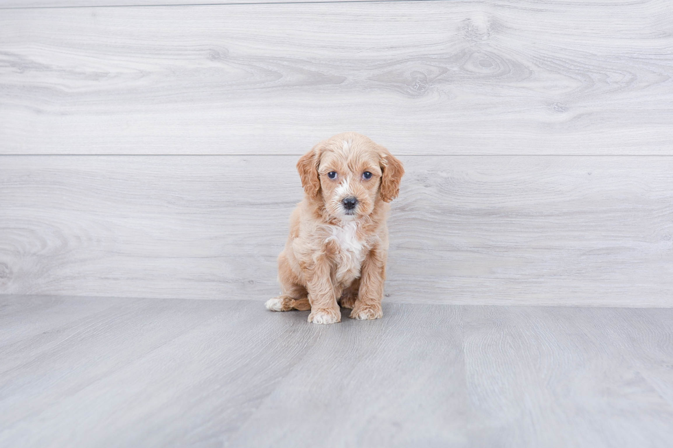 Mini Goldendoodle Pup Being Cute