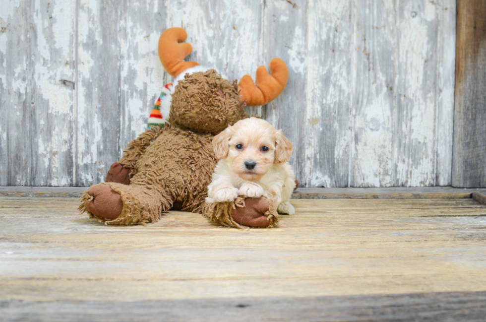 Cavapoo Pup Being Cute