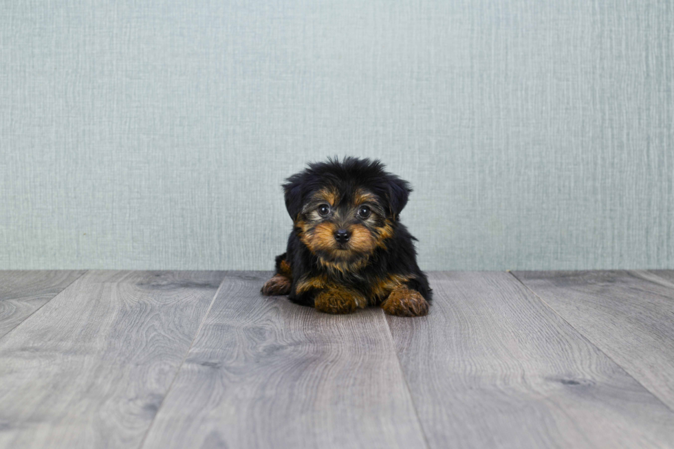 Meet Izzie - our Yorkshire Terrier Puppy Photo 