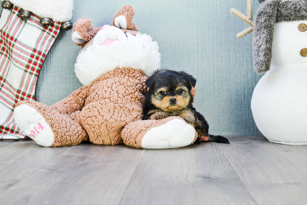 Shorkie Puppy for Adoption