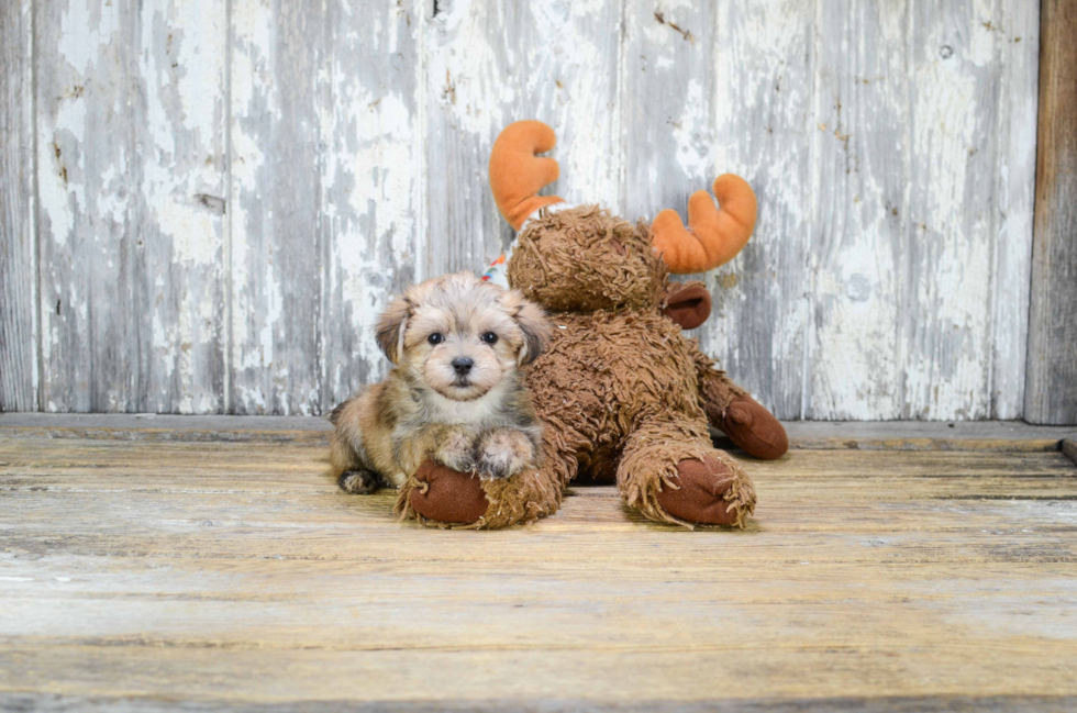 Cute Morkie Baby