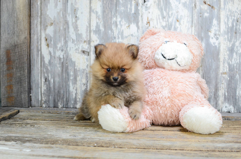 Best Pomeranian Baby