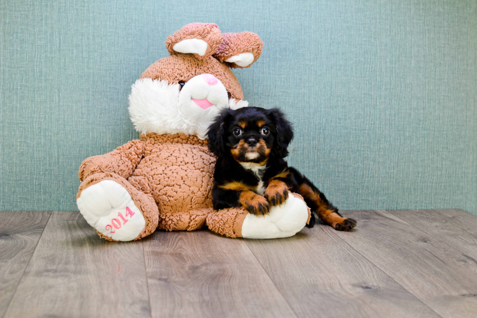 Friendly Cavalier King Charles Spaniel Baby